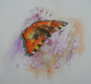 Small Tortoiseshell by Gill Harwood